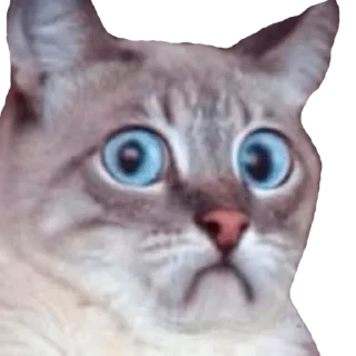 Sticker Guanciale - 8