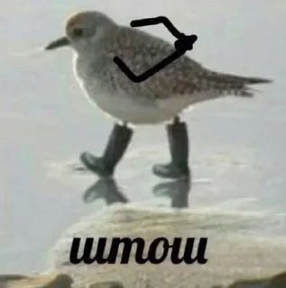 Sticker Guanciale - 5