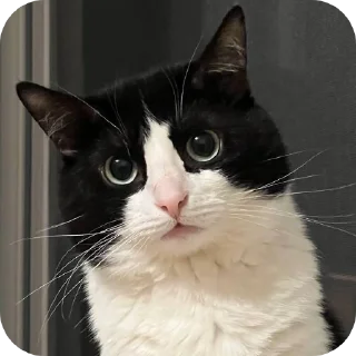 Sticker Lekhey НЕДОofficial - 7