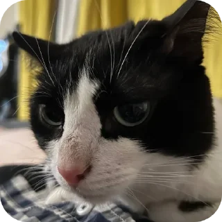 Sticker Lekhey НЕДОofficial - 11