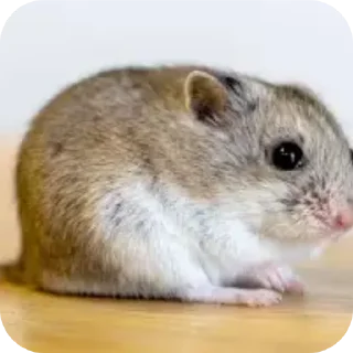 Sticker Леваки бай @pablo19098 - 5