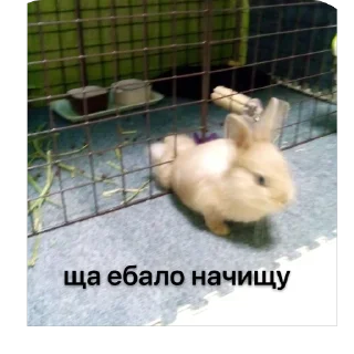 Sticker lio gang - 8