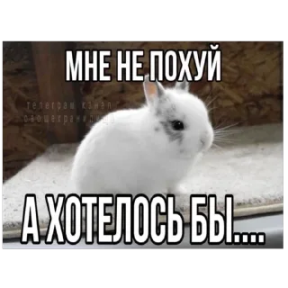 Sticker lio gang - 3