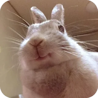 Sticker lio gang - 11