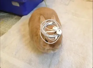 Sticker lio gang - 1