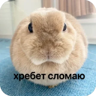 Sticker lio gang - 7