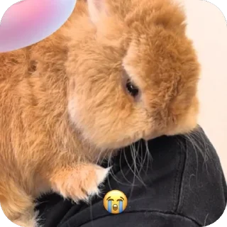 Sticker lio gang - 4