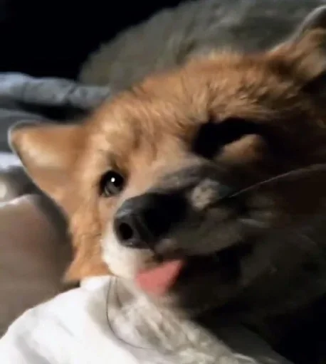 Стикер Lisiii_by_MoiStikiBot - 1