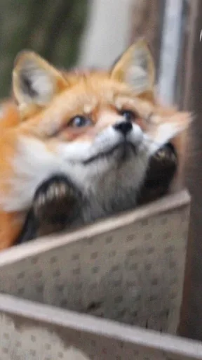 Sticker Lisiii_by_MoiStikiBot - 1