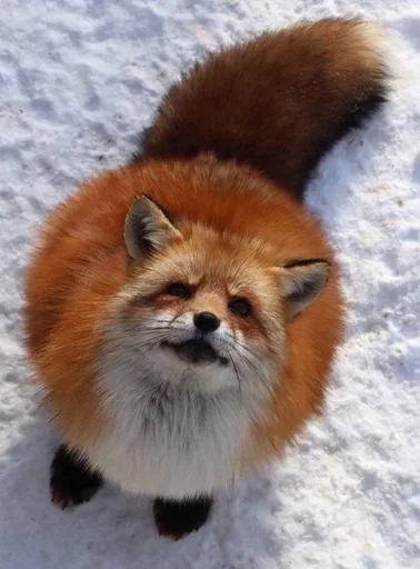 Sticker Lisiii_by_MoiStikiBot - 1