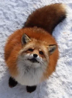 Sticker Лисы @l_am_Wolf - 3