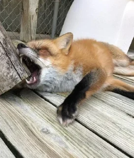 Sticker Лисы @l_am_Wolf - 11