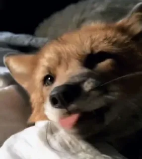 Sticker Лисы @l_am_Wolf - 8