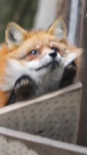 Sticker Лисы @l_am_Wolf - 4