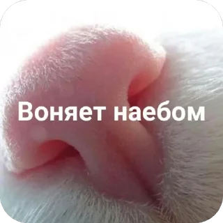 Sticker Lone wolf Stickers - 2