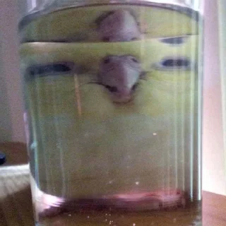 Sticker ЛучшееСтатик - 4