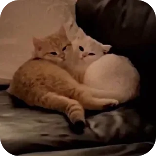 Sticker Стикеры от  @zlokotik - 6