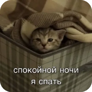 Sticker Стикеры от  @zlokotik - 5