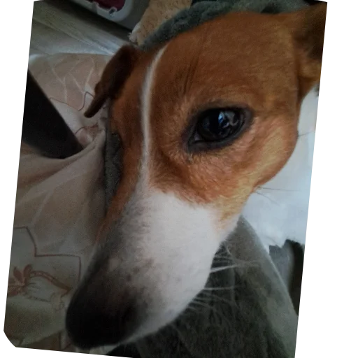 Стикер LunaDiFiamma - 1