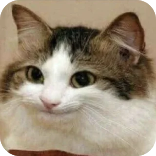 Sticker 𝐊𝐚𝐫𝐦𝐚𝐬𝐡𝐞𝐤🦆🐈 - 9