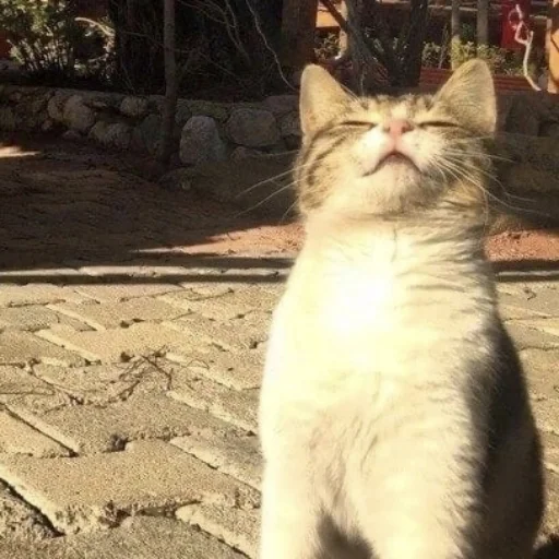 Sticker Mafiaaifam - 1