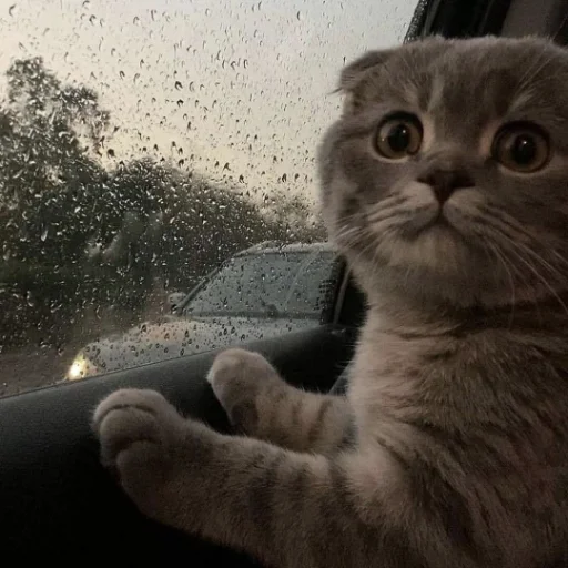 Sticker Mafiaaifam - 1