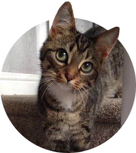 Sticker Mafiaaifam - 1