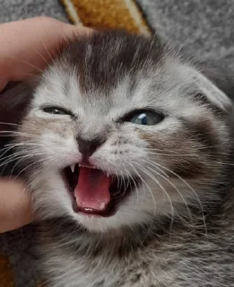 Sticker Margo @TgEmodziBot - 9