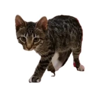 Sticker МаркиzZzzZz - 7