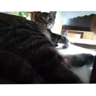 Sticker МаркиzZzzZz - 9