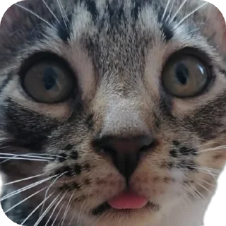 Sticker МаркиzZzzZz - 4