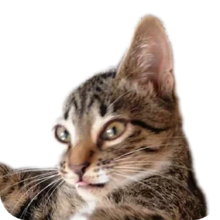 Sticker МаркиzZzzZz - 1