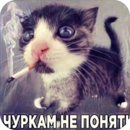 Sticker MemSoySauce108 - 1