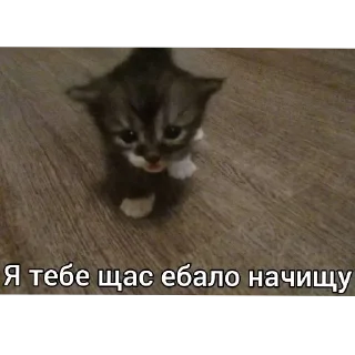 Стикер Mem Pack • @TgStickery - 6