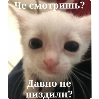 Стикер Mem Pack • @TgStickery - 4