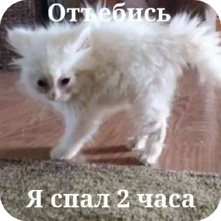 Стикер Mem Pack • @TgStickery - 1