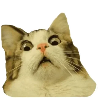 Sticker Мемы мемы - 2