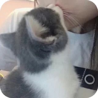 Стикер Мяву - 2