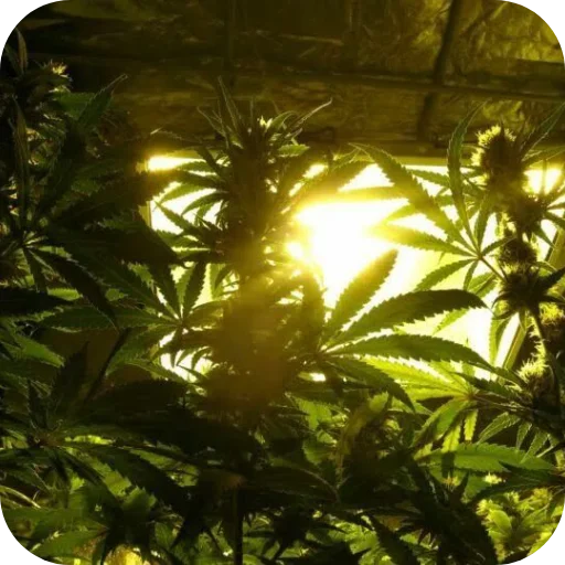 Стикер Mirmacaepta_by_SozdaiStickeriBot - 1