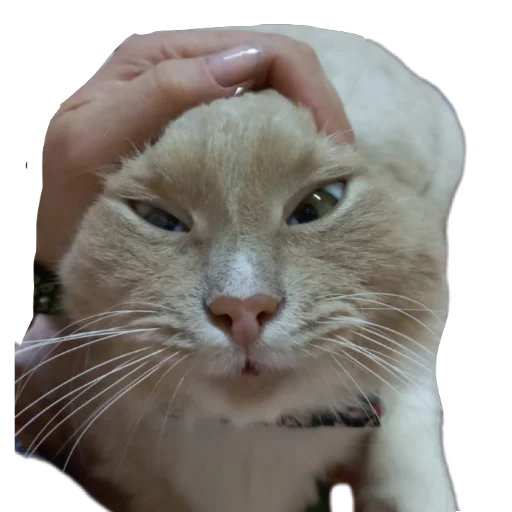 Стикер MirriStickers - 1