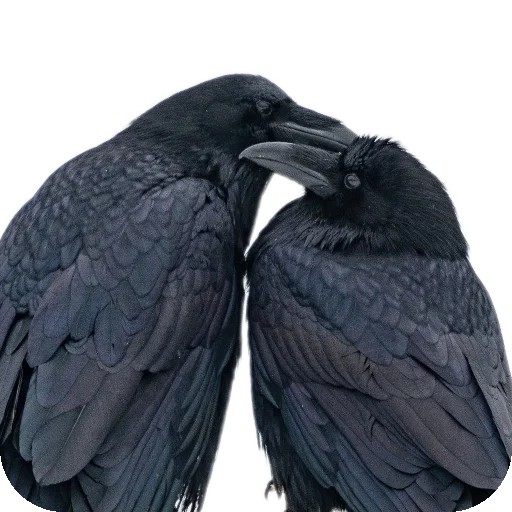 Стикер MirriStickers - 1