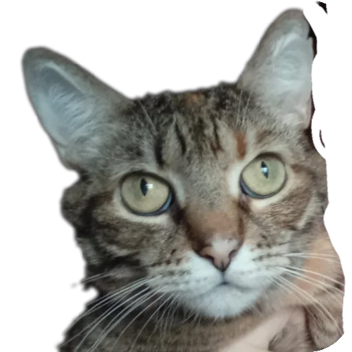 Стикер MirriStickers - 1