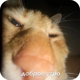 Стикер Мои стики 228 - 0