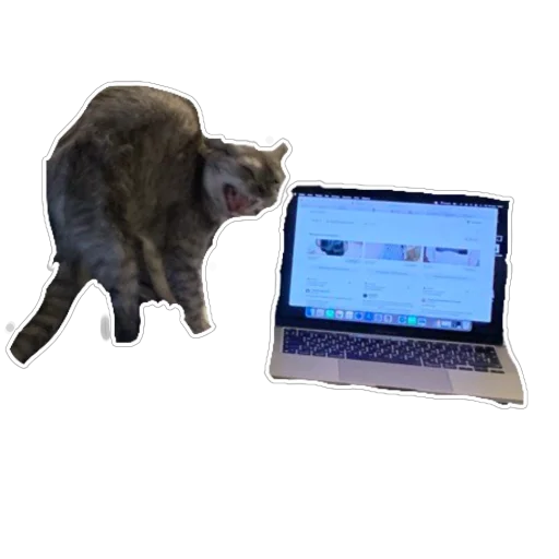 Sticker Molli164 - 1