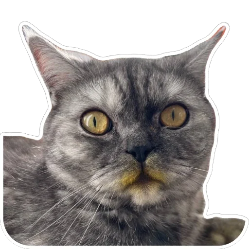 Sticker Molli164 - 1