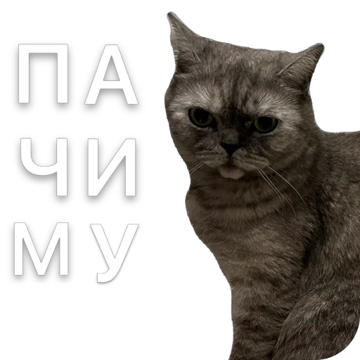 Sticker Molli164 - 1