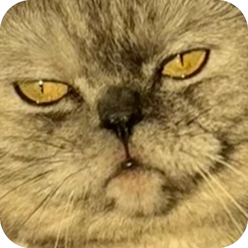 Sticker Molli164 - 1