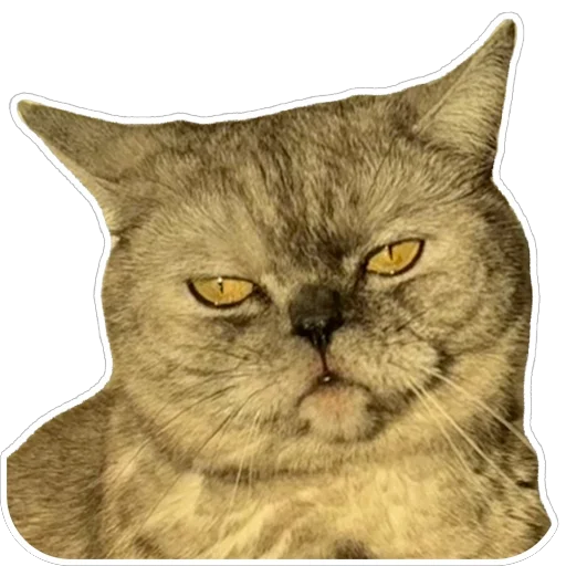 Sticker Molli164 - 1