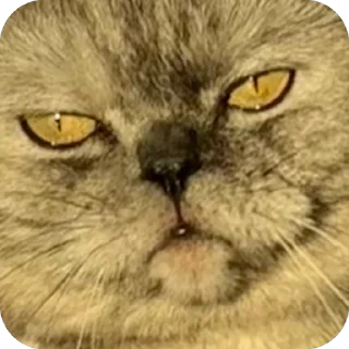 Sticker Молли 🐱 - 2