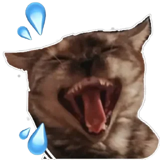 Sticker Молли 🐱 - 11